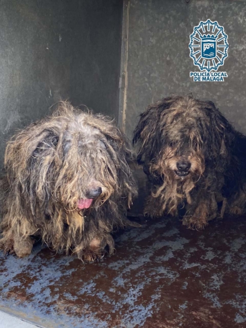 Perros hacinados en piso en malas condiciones higiénico sanitarias (4)